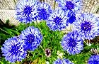 130424-yaguruma2.jpg(8823 byte)