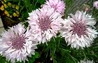 130424-yaguruma3.jpg(6943 byte)
