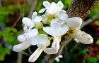 130426-hanaduou.jpg(5400 byte)