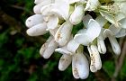 130426-hanaduou2.jpg(5026 byte)
