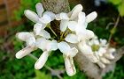 130426-hanaduou3.jpg(5366 byte)