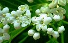 130427-gomagi.jpg(5352 byte)
