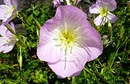 130508-hirusaki.jpg(10443 byte)