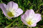 130508-hirusaki2.jpg(6800 byte)