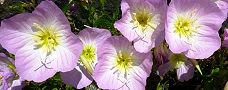 130508-hirusaki3.jpg(9045 byte)