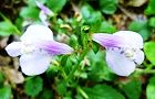 130508-yamasagi.jpg(5568 byte)