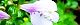 130509-yamasagi-s.jpg(1706 byte)