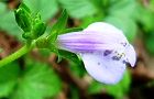 130509-yamasagi4.jpg(4278 byte)