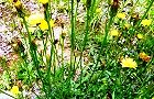 130522-butana3.jpg(8919 byte)
