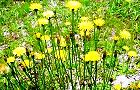 130522-butana5.jpg(8701 byte)