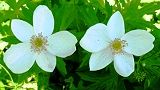 130603-hutamata.jpg(6123 byte)