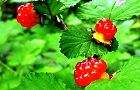 130607-nigaitigo.jpg(5864 byte)