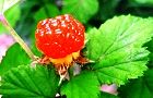 130619-nigaitigo.jpg(5564 byte)