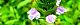 130619-utubokusa-s.jpg(1766 byte)