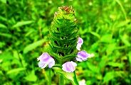 130619-utubokusa.jpg(8775 byte)