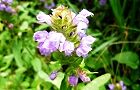 130627-utubokusa3.jpg(6058 byte)