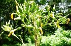 130627-yamanigana2.jpg(8276 byte)