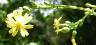 130627-yamanigana3.jpg(6233 byte)