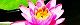 130630-hasu-s.jpg(1678 byte)