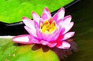 南大沢大平公園。'13.06.30.