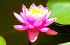 130630-hasu2.jpg(4430 byte)