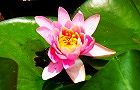 130630-hasu3.jpg(5067 byte)