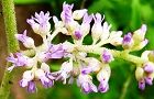 130703-chidakesasi2.jpg(6235 byte)