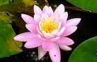 130704-hasu.jpg(4837 byte)