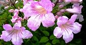 130706-nouzenkazura2.jpg(7296 byte)