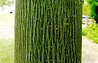 130713-aogiri3.jpg(5966 byte)