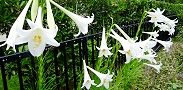 130815-takasago2.jpg(9652 byte)