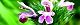 130719-mehaziki-s.jpg(1812 byte)