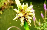 130812-kangarei.jpg(7521 byte)