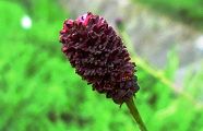130817-waremokou.jpg(5976 byte)