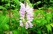 130820-kakutora.jpg(10991 byte)