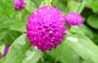 130824-sennitiko3.jpg(4381 byte)
