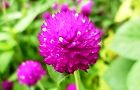 130824-sennitiko4.jpg(4789 byte)