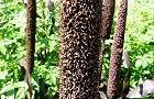 130828-kurokibi2.jpg(8132 byte)