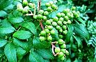 130919-inuzansyo.jpg(7529 byte)