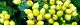 130919-kimi-gama-s.jpg(1942 byte)