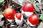 130919-tamagotake3.jpg(7462 byte)