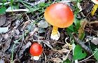 130919-tamagotake4.jpg(7879 byte)