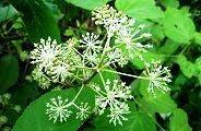 130919-yamaudo.jpg(10163 byte)