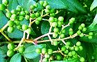 130921-inuzansyo.jpg(7765 byte)