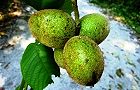 130921-onikurumi2.jpg(6474 byte)
