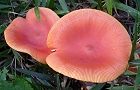 131001-tamagatake.jpg(4965 byte)
