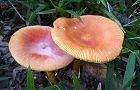 131001-tamagatake2.jpg(5324 byte)