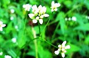 131003-akinounagi.jpg(7603 byte)