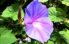 131003-noasagao3.jpg(6308 byte)