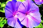 131003-noasagao4.jpg(6645 byte)